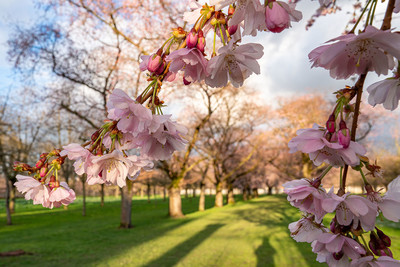 Nahaufnahme eines Kirschblütenzweigs im Schlossgarten Schwetzingen.